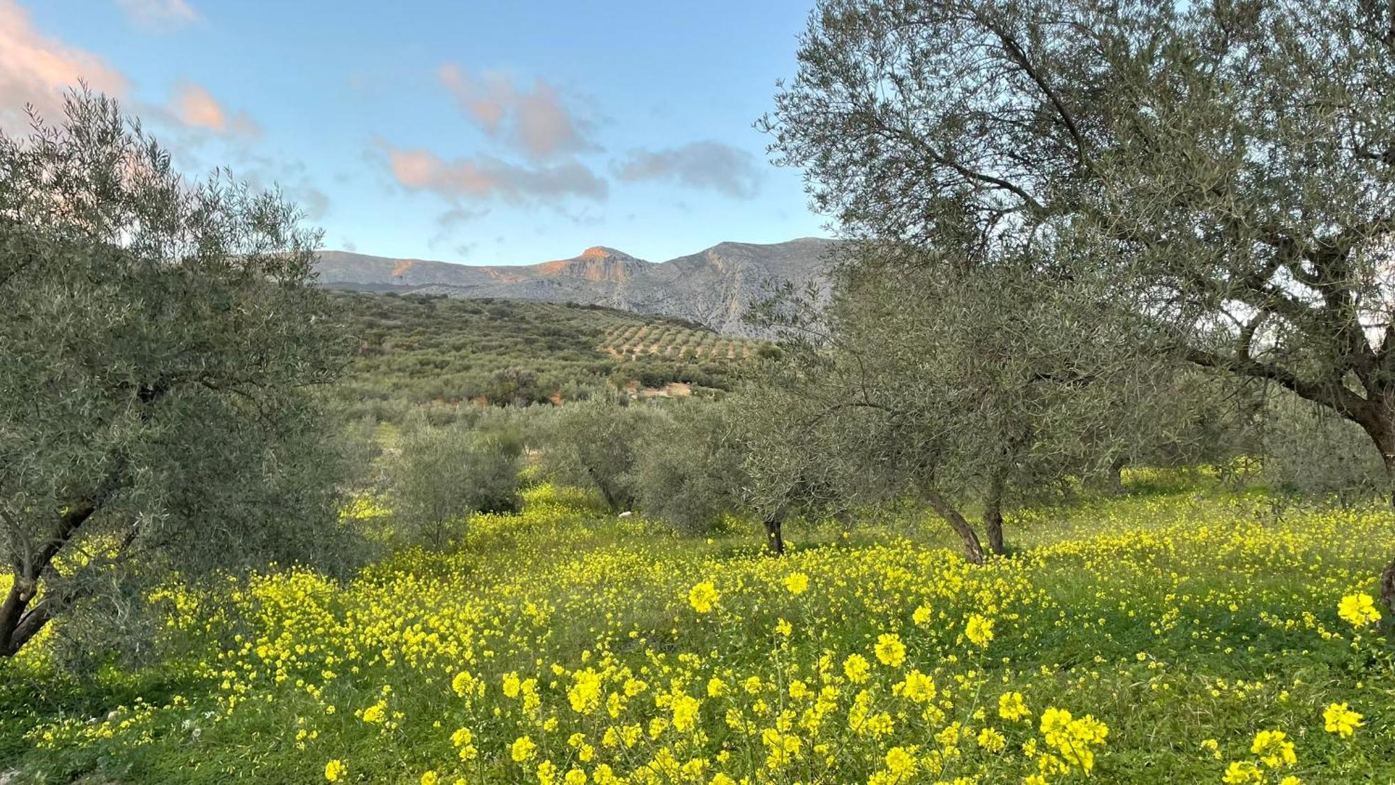 Finca Valle Verde Bed & Breakfast Alora Dış mekan fotoğraf