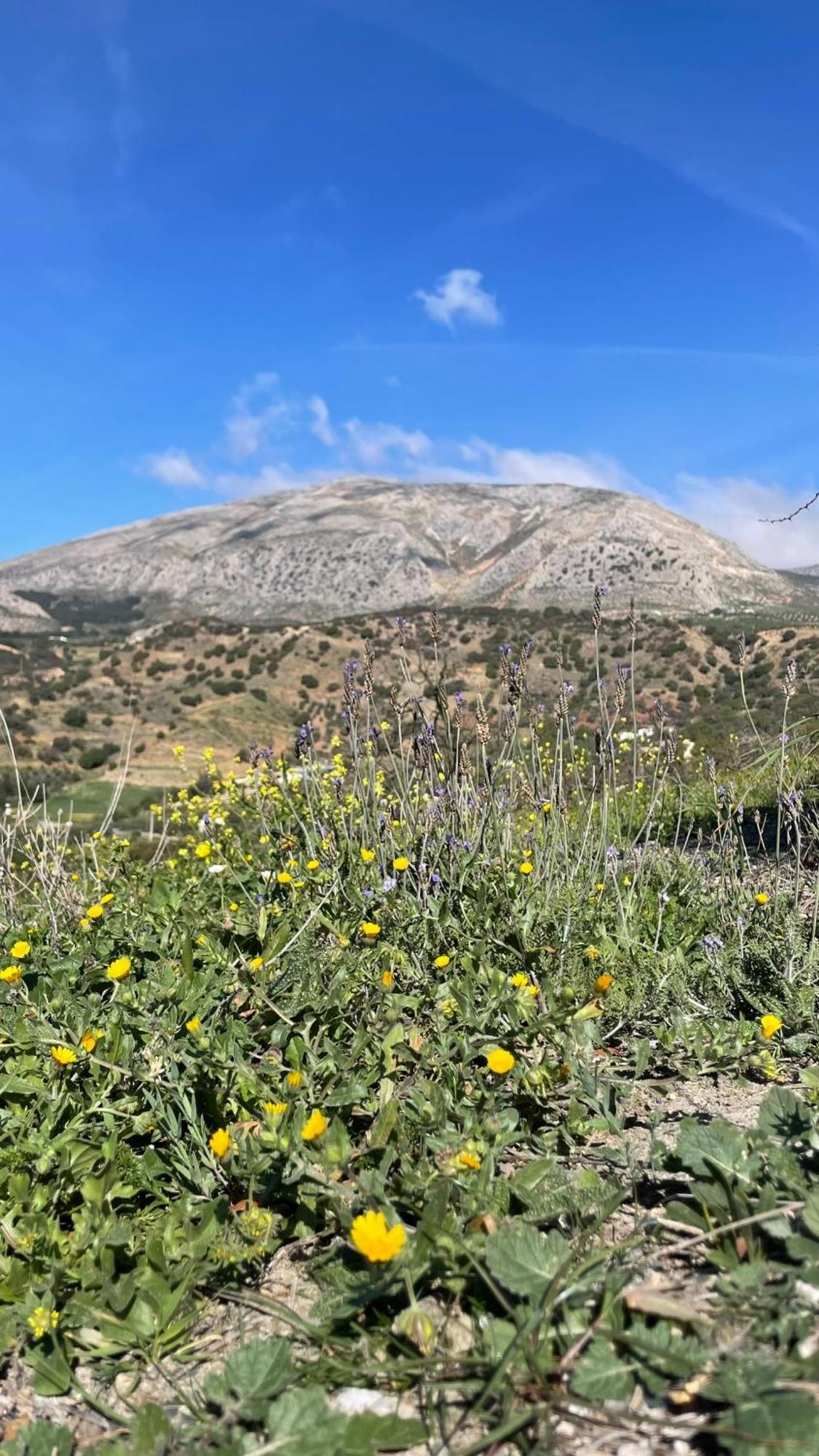 Finca Valle Verde Bed & Breakfast Alora Dış mekan fotoğraf