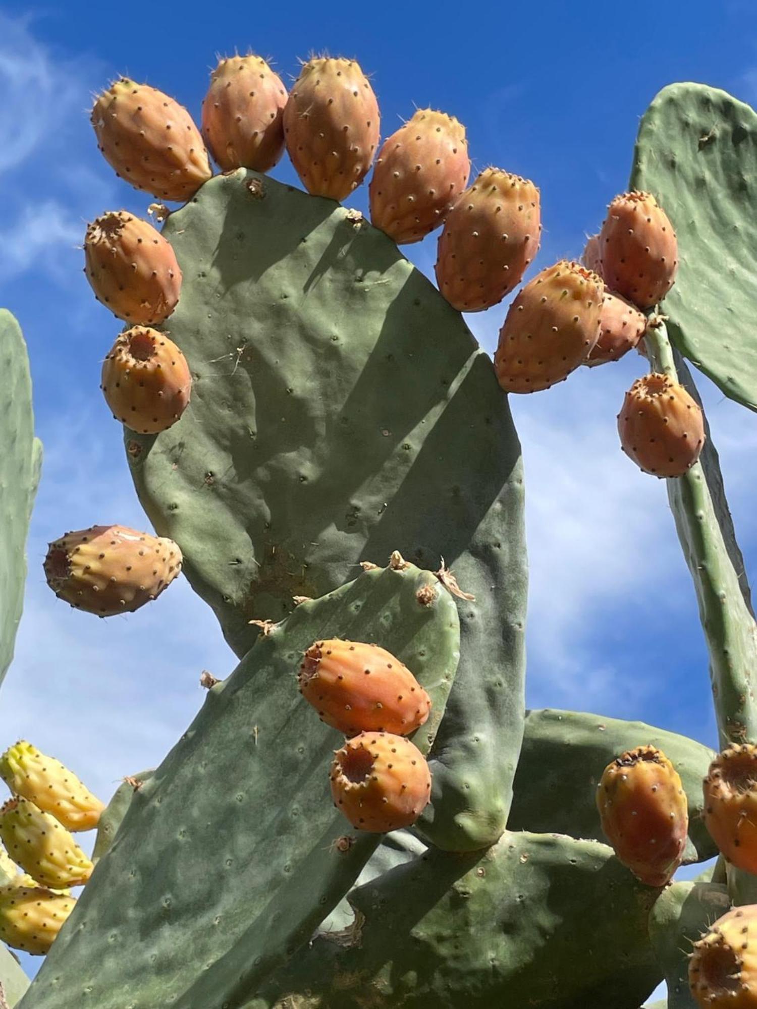 Finca Valle Verde Alora Dış mekan fotoğraf